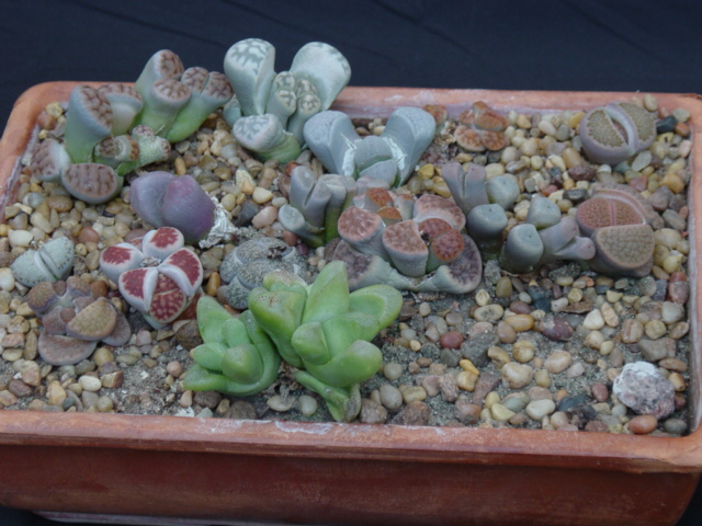 لیتوپس ، گیاه سنگی